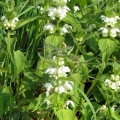 white dead-nettle (Lamium album) Kenneth Noble